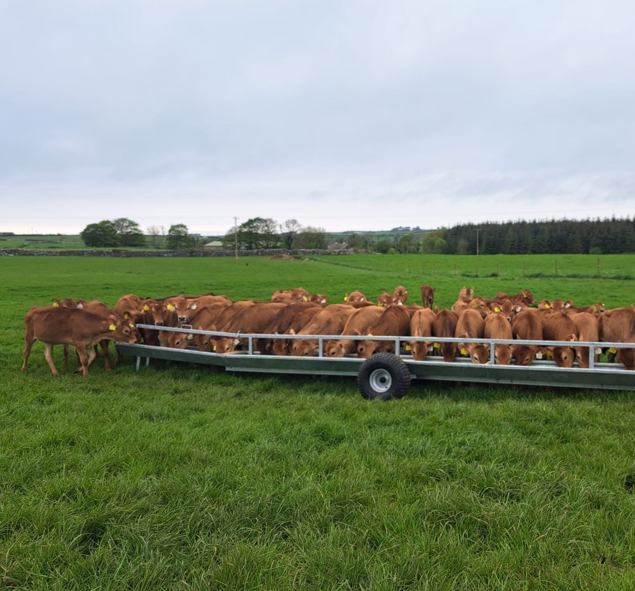Cattle Ring Feeder  Guide for Beef Farmers in Northern Ireland