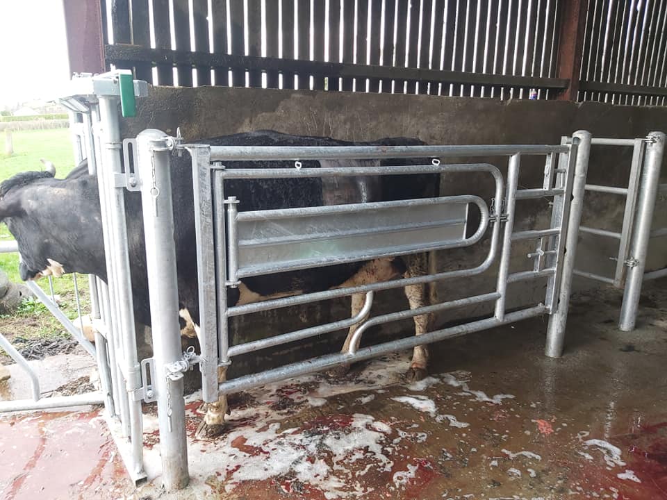 Calving Gate - Image 2