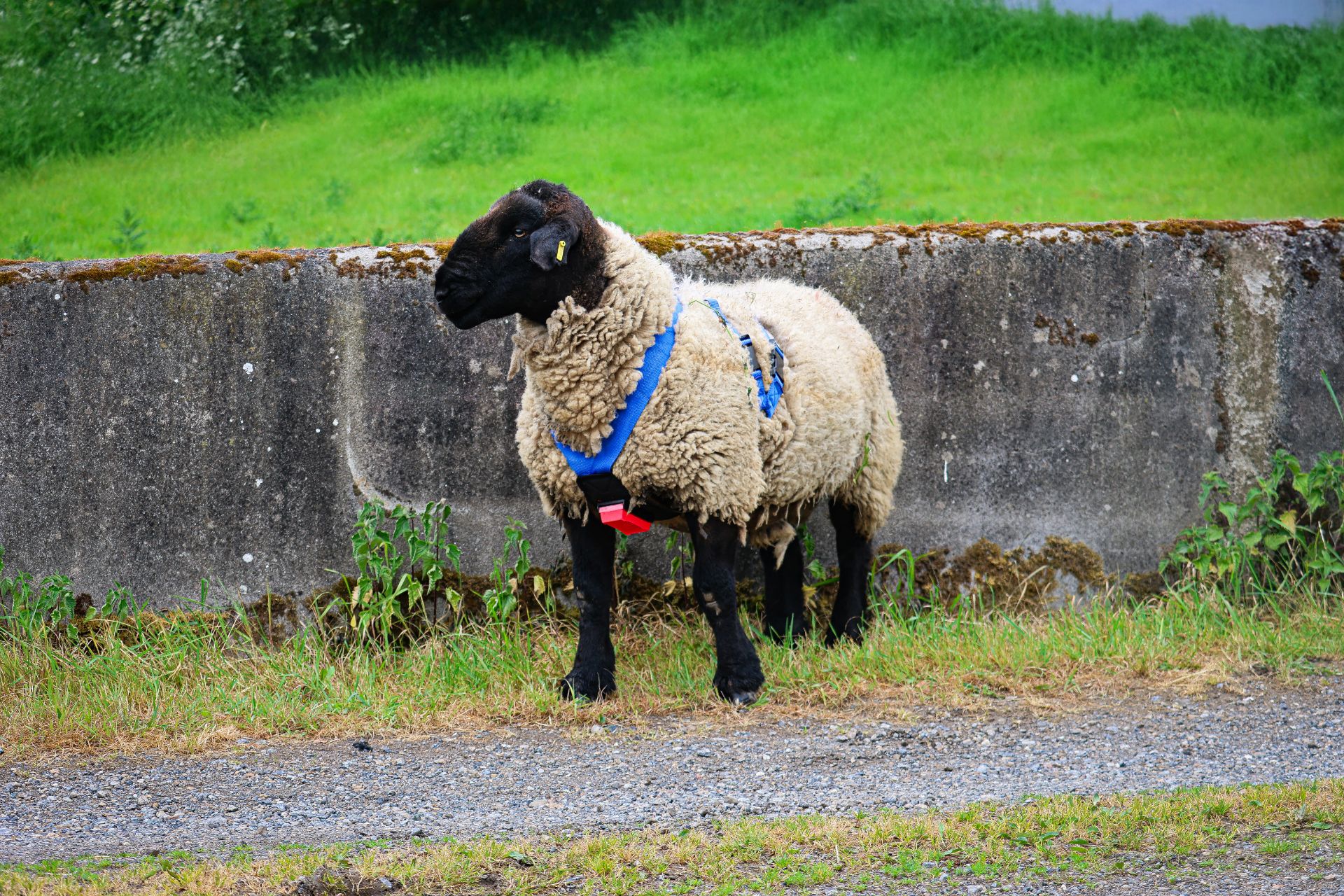 Blue Ram Harness - Image 2