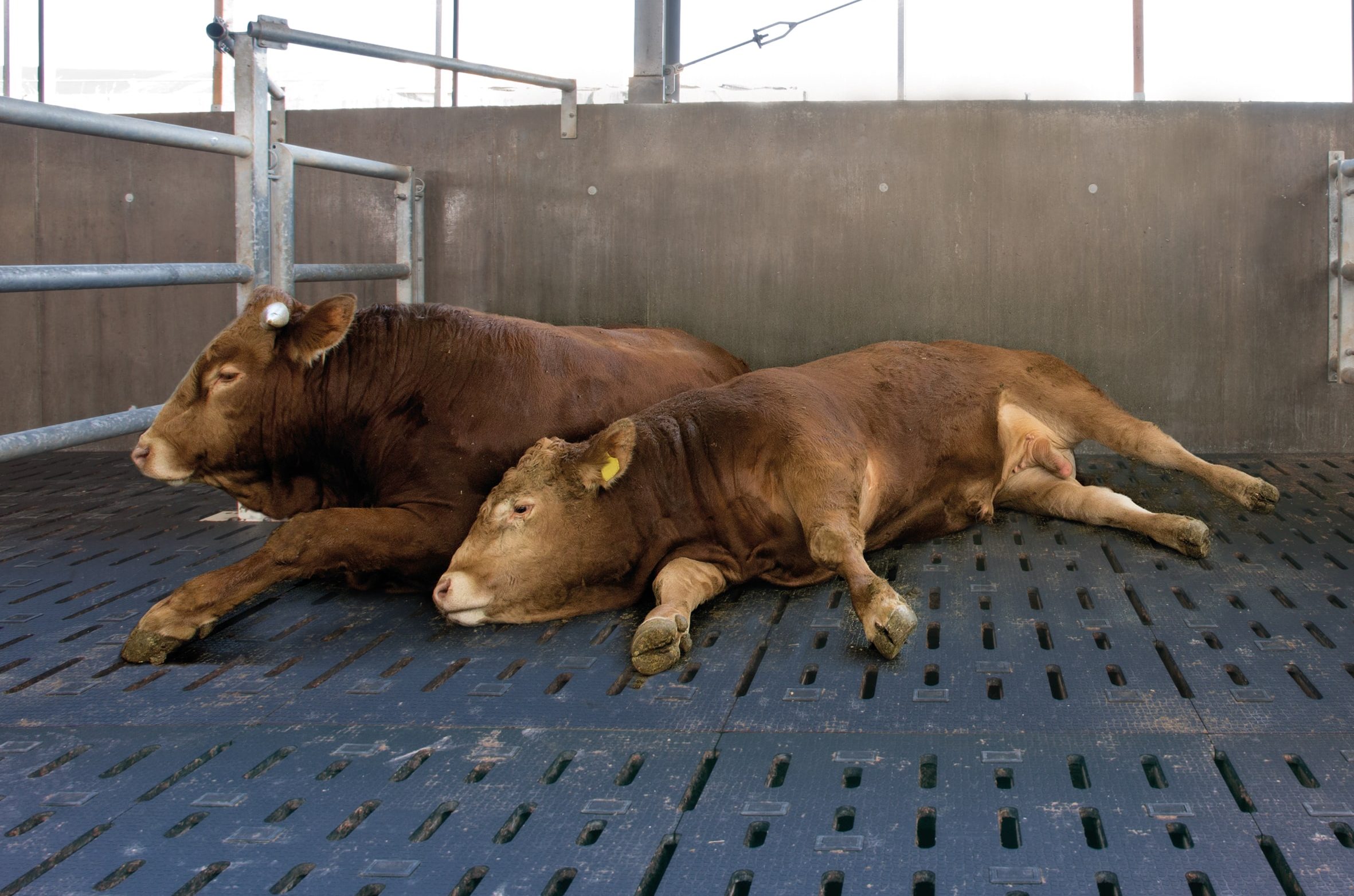 Rubber Cattle Slat Matts