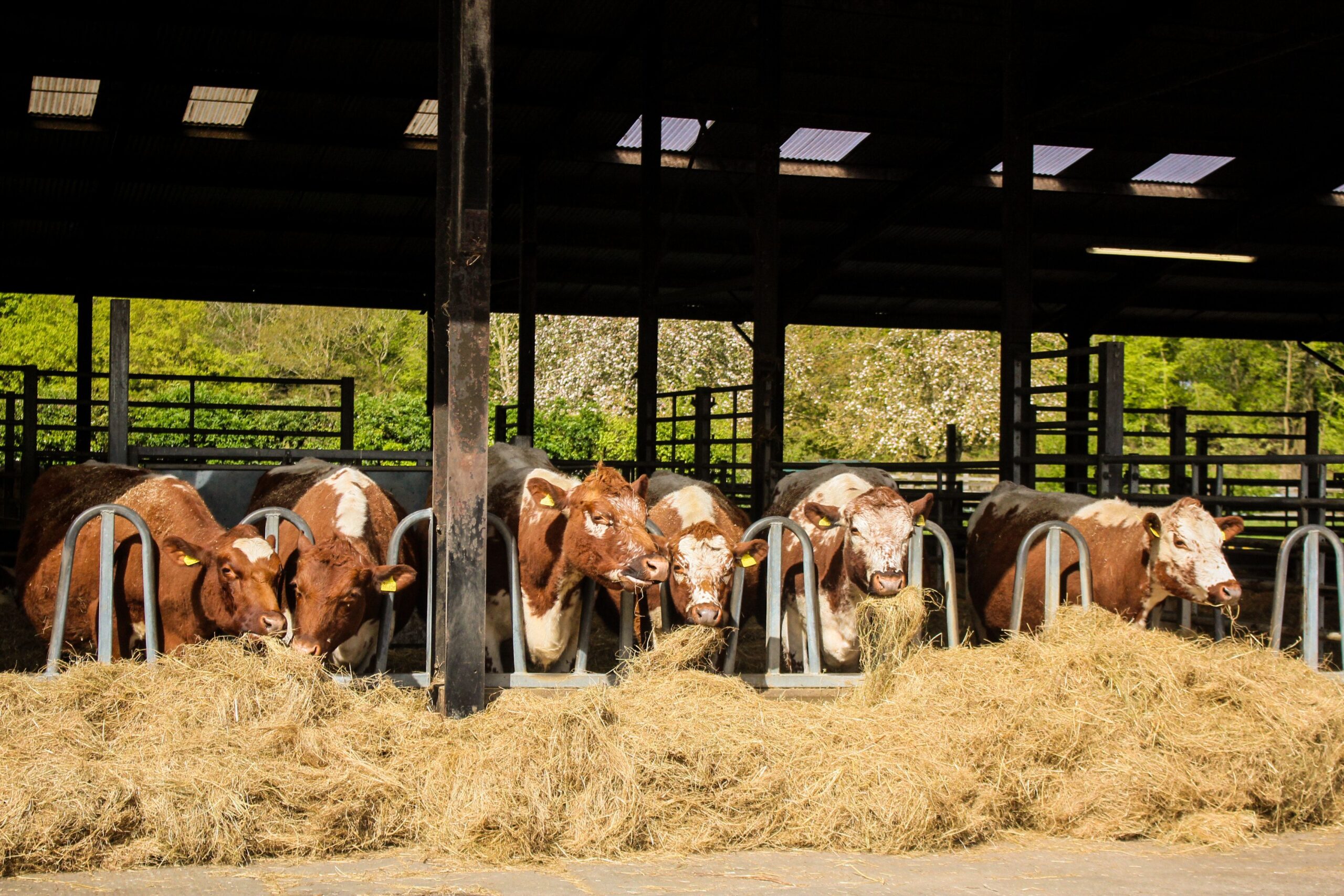 cattle feeding from cattle feeding equipment