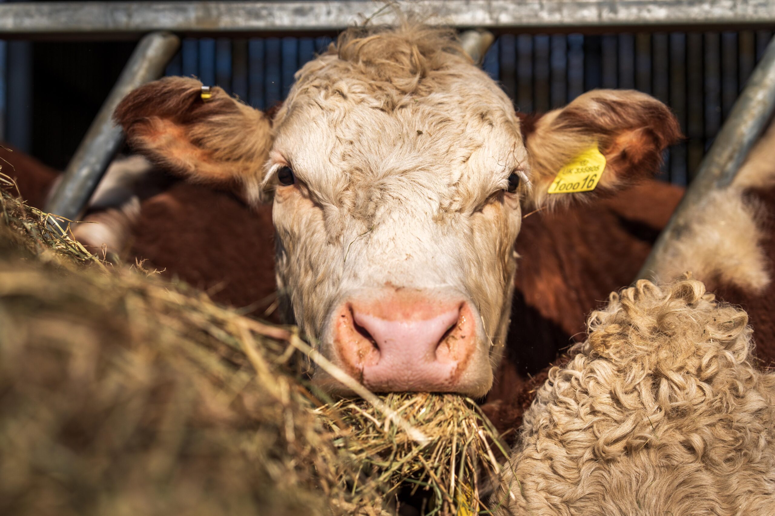 cattle eating from cattle ring feeder