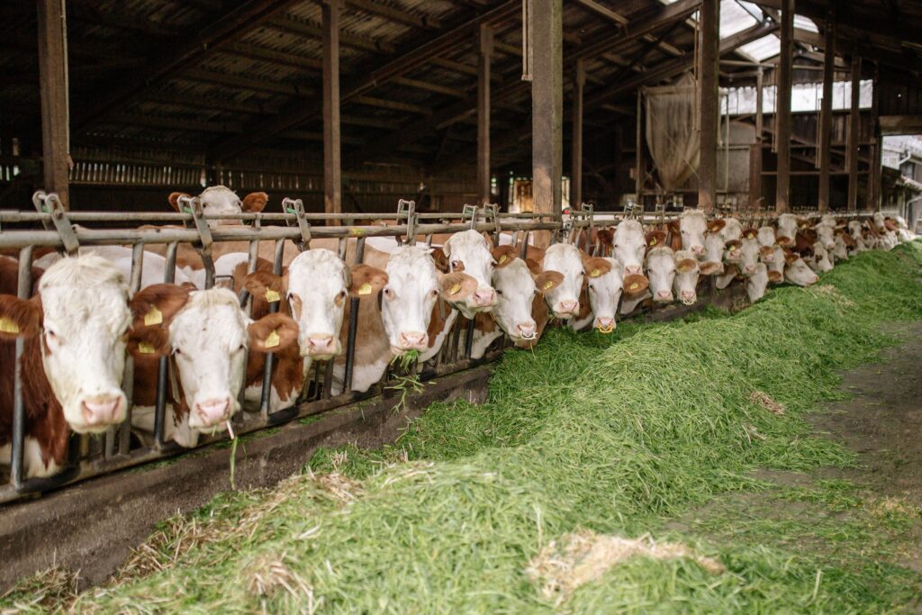 cattle eating from a fence line feeder barrier