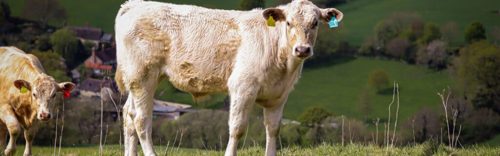 cattle roaming a field